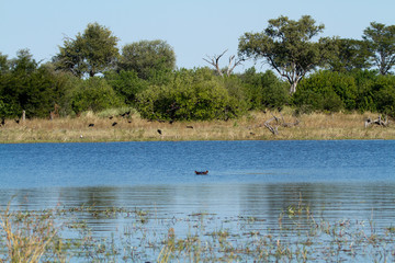 hippos in the okavango delta in botswana