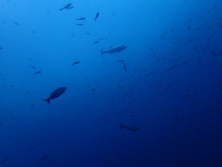 ローニンアジの泳ぐ海