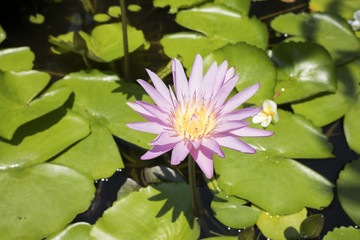 image of water lily or a lotus flower on the nature water