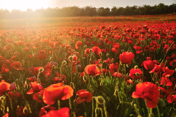 Fototapeta na wymiar Blooming field of red poppies in the rays of sunset