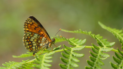 Papillon orange et blanc au repos sur une fougère en forêt, Cévennes, France.