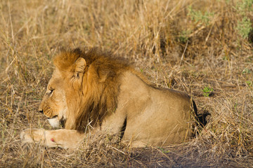 male lion in the moremi reserve in botswana