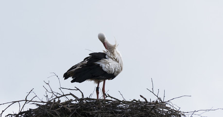 Weißstorch Ciconia ciconia