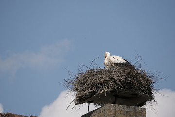 Weißstorch Ciconia ciconia