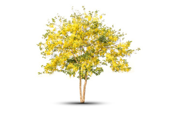 Golden shower National tree of Thailand and isolated on white background