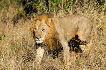 male lion in the moremi reserve in botswana