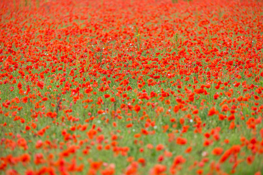 Champ de coquelicots