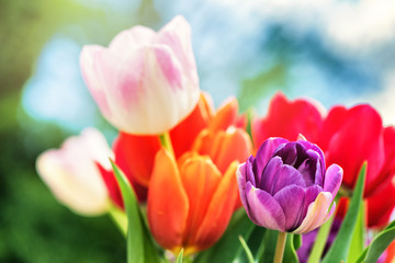 Naklejka premium Bouquet of beautiful multicolor tulips. Nature background