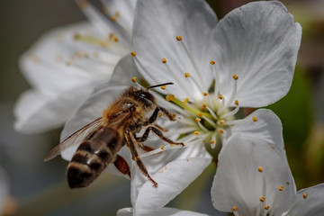 Bee on a white cherry blossom collecting pollen and gathering nectar to produce honey in the hive