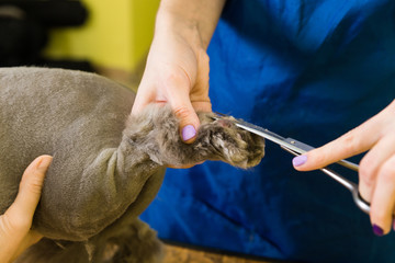 Cat grooming in pet beauty salon.