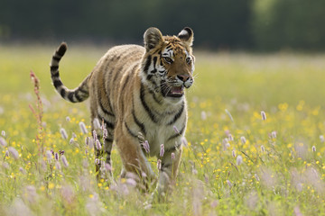 Siberian Tiger walking in the meadow