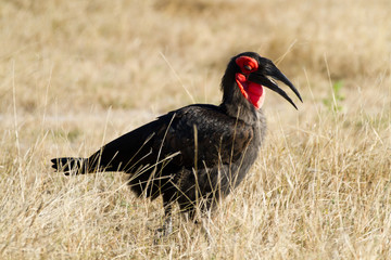 wildlife in the moremi game reserve in botswana