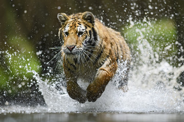 Fototapeta na wymiar Siberian Tiger hunting in the water