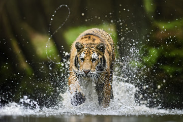 Siberian Tiger running through the water