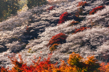 Autumn Landscape with Shikisakura blossom. Obara, Nagoya,