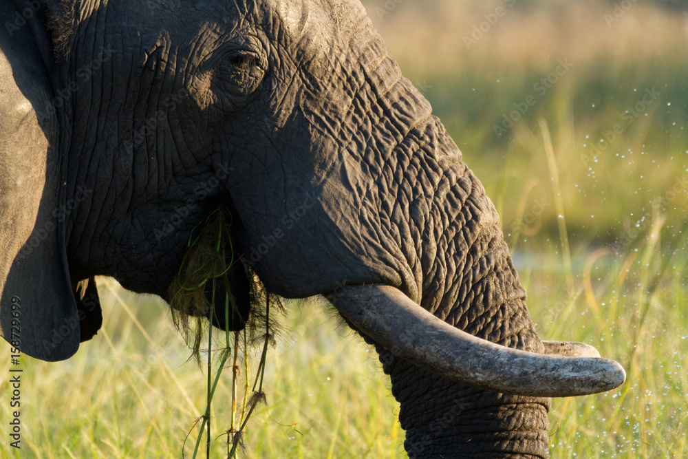 Poster elephants in the moremi game reserve in botswana