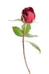 bud of red rose