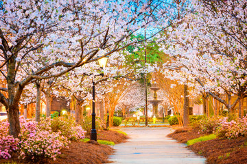 Macon, Georgia, USA during cherry blossom season. - obrazy, fototapety, plakaty