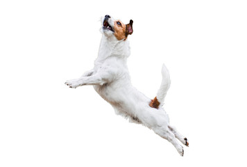 Terriër hond geïsoleerd op wit springen en vliegen hoog