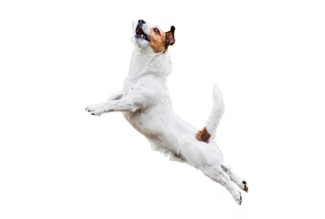 Papier Peint photo Chien Chien Terrier isolé sur blanc sautant et volant haut
