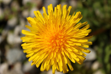 sunny dandelion