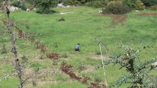 Man on his knees mows grass, zoom out