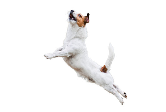 Terrier dog isolated on white jumping and flying high
