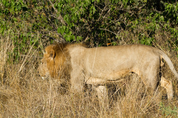 male lion in the moremi reserve in botswana
