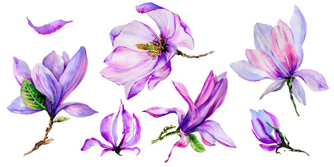 Naklejka premium Wildflower magnolia flower in a watercolor style isolated.