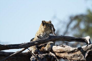 leopard on a tree of the moremi reserve in botswana