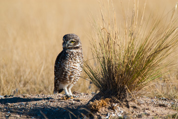 Burrowing Owl, Patagonia, Argentina