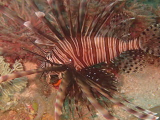 沖縄の海の生物ハナミノカサゴ成魚