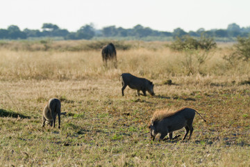 Fototapeta na wymiar wildlife in the moremi game reserve in botswana