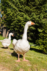 Obraz premium White geese