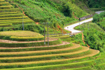 Rice fields on terraced in rainny season at Mu Cang Chai, Yen Bai, Vietnam.