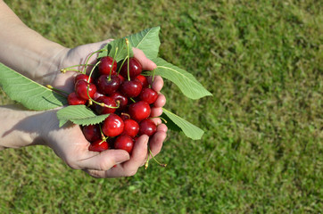 Palms full of fresh just picked cherries in a garden with a lawn in background