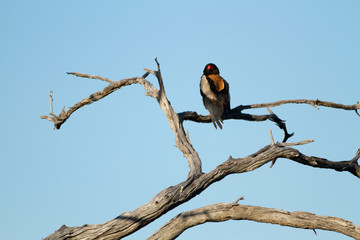wildlife in the moremi game reserve in botswana