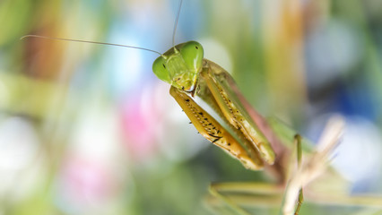 mantis, macro