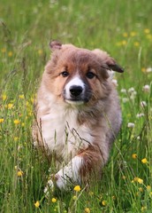 brauner border collie welpe