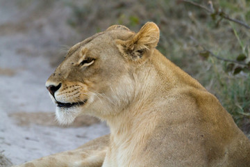 lions of the moremi reserve in botswana