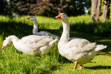 Obraz na płótnie Canvas White geese