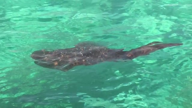 A squid stays in azure sea water,  close up