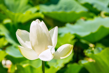 Obraz premium The Lotus Flower.Background is the lotus leaf.The place of shooting Kamakura City, Kanagawa Prefecture, Japan.