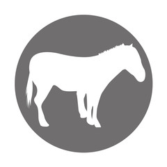 horse silhouette isolated icon vector illustration design