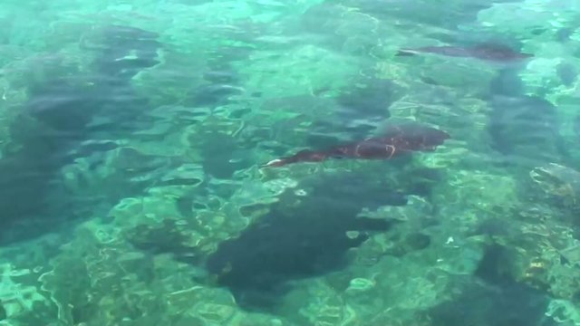 Three calamaries alongshore in azure sea water, zoom 