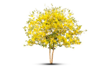 Golden shower National tree of Thailand and isolated on white background