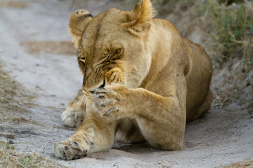 Naklejka na ściany i meble lions of the moremi reserve in botswana