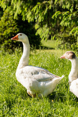 White geese