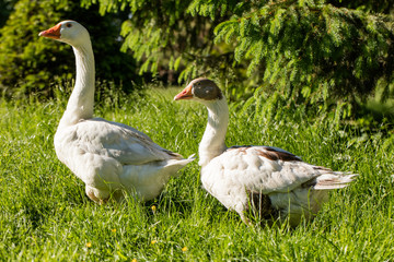White geese