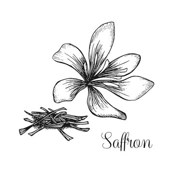 Hand drawn ink illustration of saffron